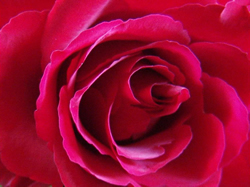Die mystische Rose